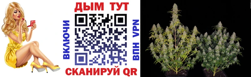 как найти наркотики  Ковров  Шишки марихуана планчик 